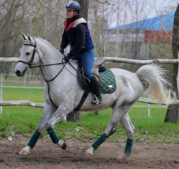 Shagya Arabian Horses